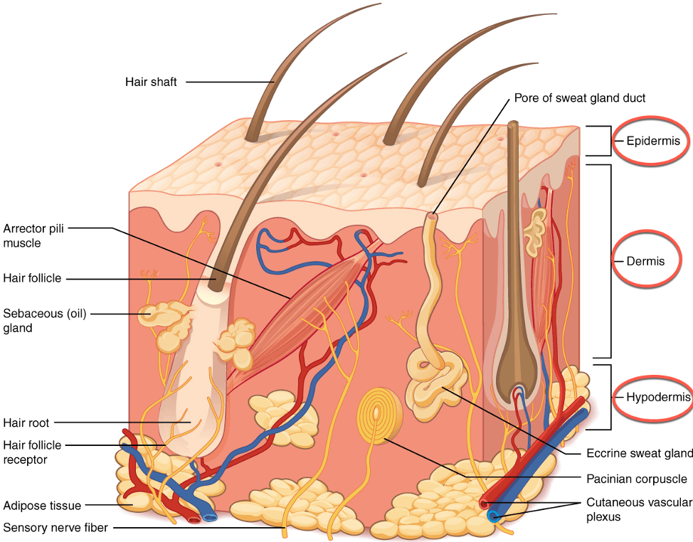 skin layers